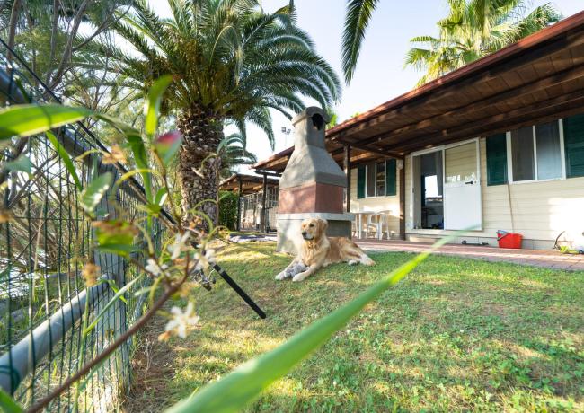 Cane rilassato in giardino con palme e barbecue.