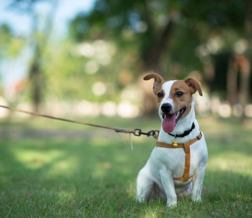 campinglakeplacid it pet-friendly 027